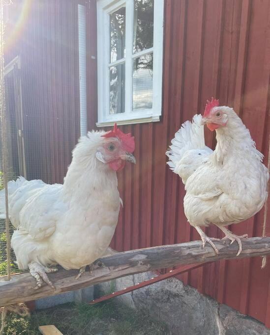 Gamla Ersgarden I Ersmark Ούμεο Εξωτερικό φωτογραφία